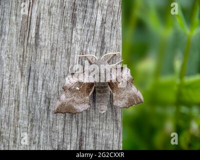 Laothoe populi alias Poplar Hawk-Motte auf dem Postweg. Profil. Stockfoto