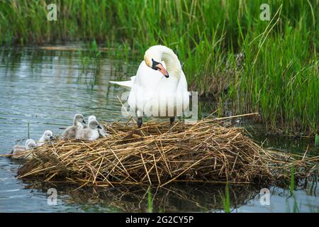 Mute Swan Mutter & Vater und neugeborene Cygnets in Cambridgeshire, Großbritannien Stockfoto