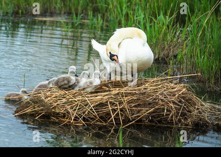 Mute Swan Mutter & Vater und neugeborene Cygnets in Cambridgeshire, Großbritannien Stockfoto