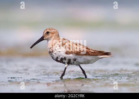 Dunlin (Calidris alpina) in Jamnagar, Gujarat, Indien Stockfoto