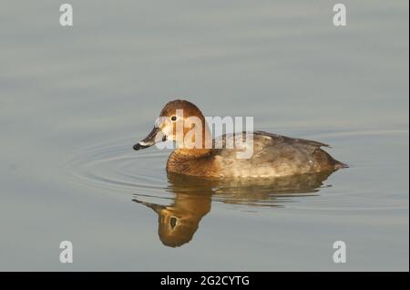 Gemeinsamen Tafelenten (Aythya 40-jähriger) Stockfoto