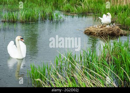 Mute Swan Mutter & Vater und neugeborene Cygnets in Cambridgeshire, Großbritannien Stockfoto