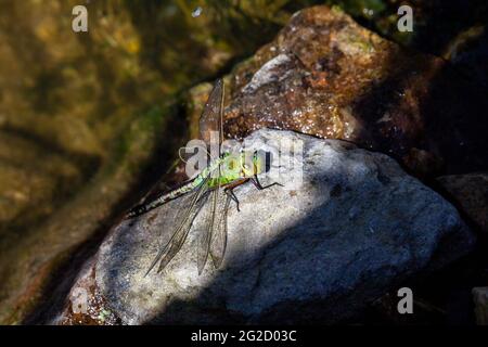 Schöne große grüne Libelle Sonnenbaden Stockfoto