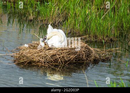 Mute Swan Mutter & Vater und neugeborene Cygnets in Cambridgeshire, Großbritannien Stockfoto