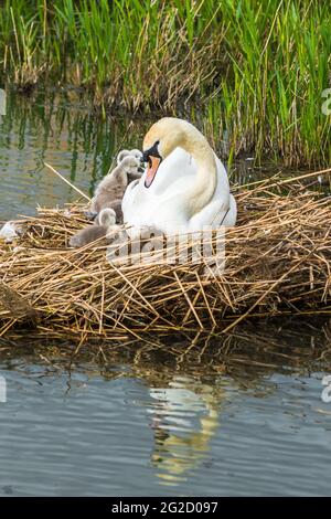 Mute Swan Mutter & Vater und neugeborene Cygnets in Cambridgeshire, Großbritannien Stockfoto