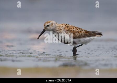 Dunlin (Calidris alpina) in Jamnagar, Gujarat, Indien Stockfoto