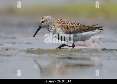 Dunlin (Calidris alpina) in Jamnagar, Gujarat, Indien Stockfoto