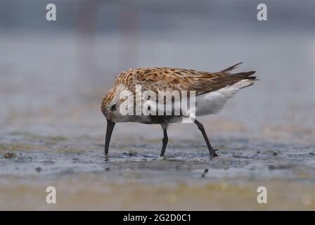 Dunlin (Calidris alpina) in Jamnagar, Gujarat, Indien Stockfoto