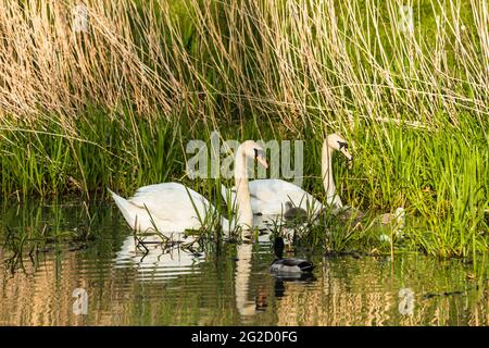 Mute Swan Mutter & Vater und neugeborene Cygnets in Cambridgeshire, Großbritannien Stockfoto