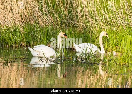 Mute Swan Mutter & Vater und neugeborene Cygnets in Cambridgeshire, Großbritannien Stockfoto