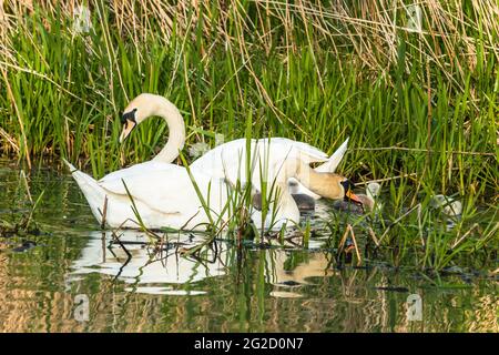 Mute Swan Mutter & Vater und neugeborene Cygnets in Cambridgeshire, Großbritannien Stockfoto