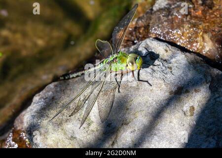 Schöne große grüne Libelle Sonnenbaden Stockfoto