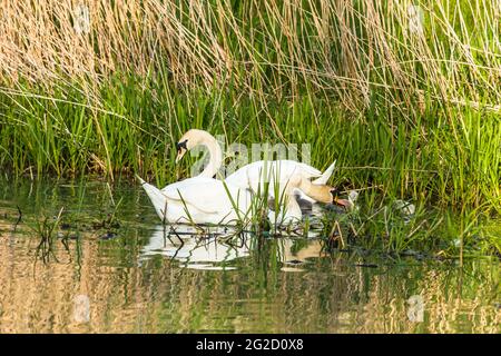 Mute Swan Mutter & Vater und neugeborene Cygnets in Cambridgeshire, Großbritannien Stockfoto