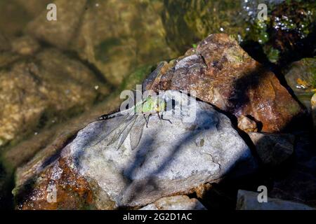 Schöne große grüne Libelle Sonnenbaden Stockfoto