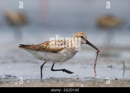 Dunlin (Calidris alpina) in Jamnagar, Gujarat, Indien Stockfoto