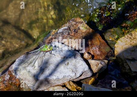 Schöne große grüne Libelle Sonnenbaden Stockfoto