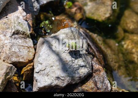 Schöne große grüne Libelle Sonnenbaden Stockfoto