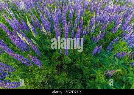 Lila blaue Lupine blüht auf einer Frühlingswiese. Frankreich. Stockfoto