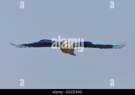 Indian Roller (Coracias benghalensis) im Flug Stockfoto