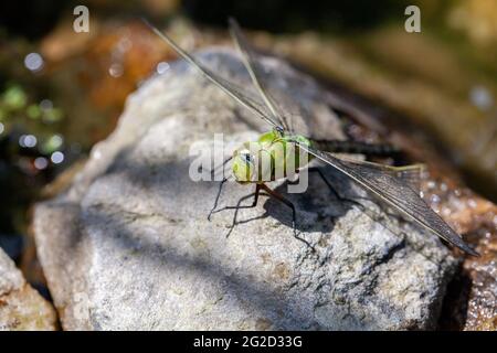 Schöne große grüne Libelle Sonnenbaden Stockfoto