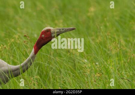 Sarus-Kranich (Antigone antigone), der sich mit Samen ernährt, Gujarat, Indien Stockfoto