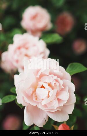 Ein Busch mit vielen kleinen rosa Rosen aus nächster Nähe im Garten. Rosa Rosensträucher blühen auf der Straße. Ein schöner Strauß Rosen. Pflege von Garten Rose Bus Stockfoto