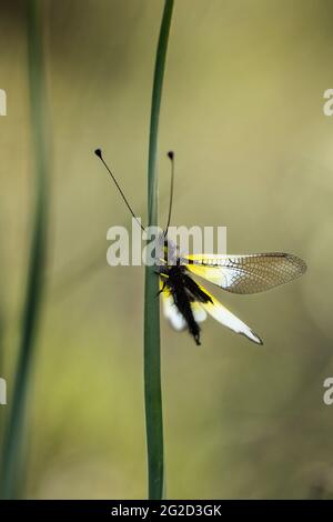 Spanischer Eulus (Libelloides baeticus) Stockfoto