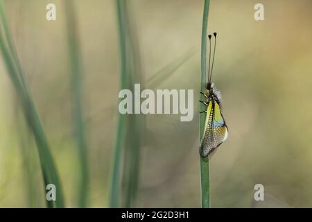 Spanischer Eulus (Libelloides baeticus) Stockfoto