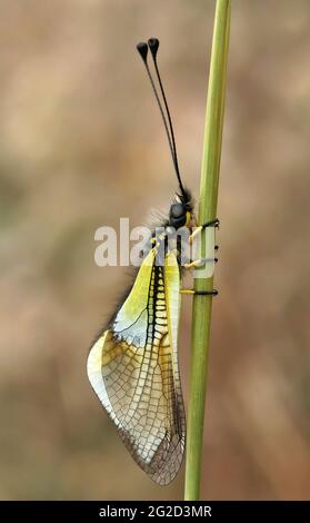 Spanischer Eulus (Libelloides baeticus) Stockfoto