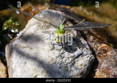 Schöne große grüne Libelle Sonnenbaden Stockfoto