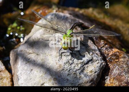 Schöne große grüne Libelle Sonnenbaden Stockfoto