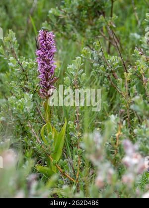 Southern Marsh Orchid alias Dactylorhiza praetermissa, in Creeping Willow alias Salix repens bei Braunton Burrows SSSI, North Devon, England. Stockfoto