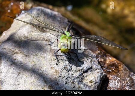 Schöne große grüne Libelle Sonnenbaden Stockfoto