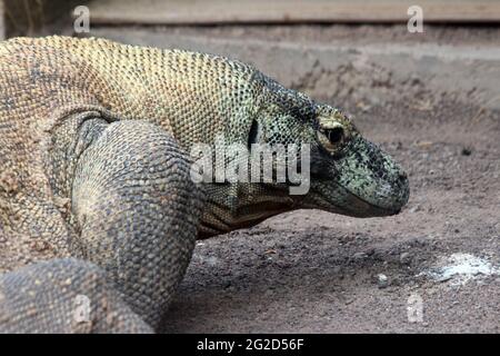 Komodowaran Stockfoto