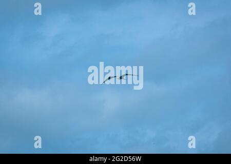 Der man o' war (großartiger Fregattebird), ein Seabird, der vor dem Hintergrund des blauen Himmels fliegt Stockfoto