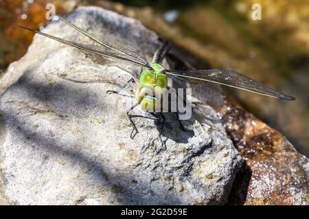 Schöne große grüne Libelle Sonnenbaden Stockfoto