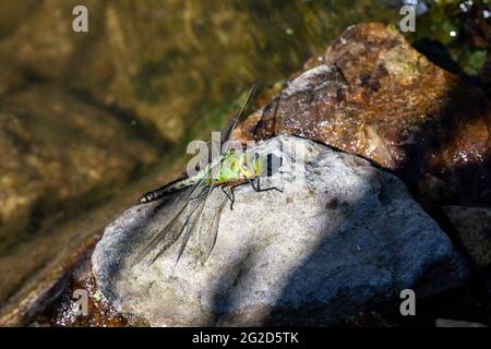 Schöne große grüne Libelle Sonnenbaden Stockfoto