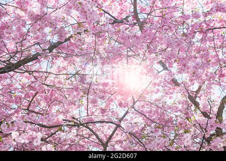 Die Sonne scheint durch die Kirschblüte Stockfoto