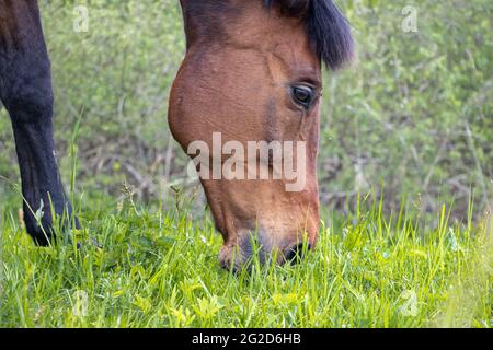 Das Porträt eines Vollblutpferdes grast auf einem grünen Feld. Stockfoto