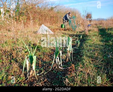 Ein Winterhalbfeld mit Lauch im Vordergrund und einem Bauern, der seine Ernte im Hintergrund hütet. Provinz Udine, Friaul-Julisch Venetien, Italien Stockfoto