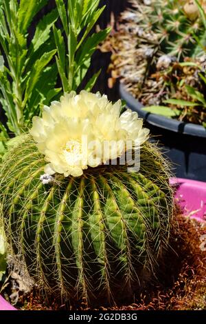 Gymnocalycium uruguayense ist eine Art schlanker Kaktus, der einen abgerundeten, bauchigen Körper hat, der nahe am Boden liegt. Stockfoto