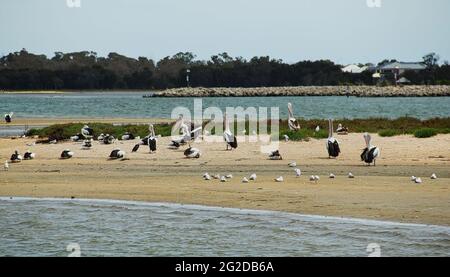 Pelikane, Vögel und andere gemeinsame Wildtiere, die sich am Ufer in Mandurah, Westaustralien, aufhalten. Stockfoto