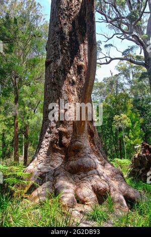 Riesige Bäume im Valley of the Giants, Walpole-Nornalup National Park, in der Nähe von Walpole, Westaustralien Stockfoto