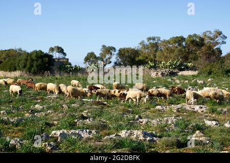 DINGLI, MALTA - 02 JAN, 2020: Schafe grasen auf Buschland von Dingli Aviation Radarstation in der Nähe der Klippen Stockfoto