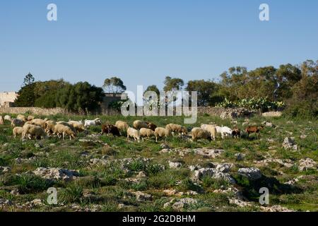 DINGLI, MALTA - 02 JAN, 2020: Schafe grasen auf Buschland von Dingli Aviation Radarstation in der Nähe der Klippen Stockfoto