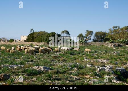 DINGLI, MALTA - 02 JAN, 2020: Schafe grasen auf Buschland von Dingli Aviation Radarstation in der Nähe der Klippen Stockfoto