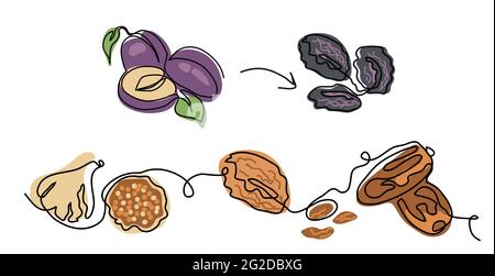 Getrocknete Früchte minimalistische Vektor-Illustration. Pflaumen, getrocknete Pflaumen, Aprikosen, Feigen, Rosinen, Daten. Früchte eine fortlaufende Linie Zeichnung Kunstwerk Stock Vektor