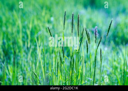 Frisches grünes Gras Feld auf verschwommenem Bokeh Hintergrund. Weichfokus. Schöne Sonneneinstrahlung Frühling oder Sommer Rasen. Frühling oder Sommersaison Naturlandschaft Stockfoto