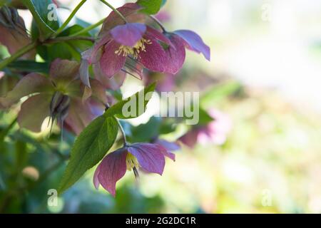 Im Frühlingsgarten wächst die purpurrote helleborus-Hybridus-Blume (Weihnachts- oder Fastenrose). Konzept der Frühjahrsblüte Stockfoto