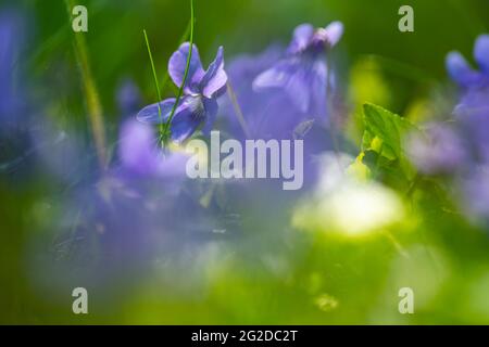 Wilde Veilchen in der Natur. Nahaufnahme von gewöhnlichem Violett. Weichfokus. Natur Hintergrund. Süßes Violett. Gewöhnliches Violett oder Gartenviolett Stockfoto